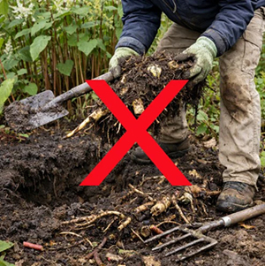 DIY Knotweed control could have legal consequences – so can I get rid of knotweed myself?